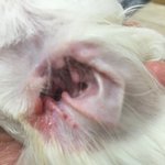 [강아지] 강아지 <b>미용</b>후 귀(혐오주의)