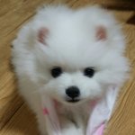[조언부탁] 강쥐와남친