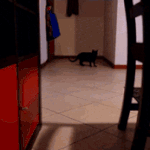 고양이 <b>스파이더맨</b> 설 진실