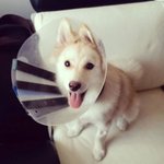 행복해 보이는 반려<b>견들</b> 미소