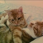 [고양이] 버려진 고양이를 찾습니다 (인천 부평 4동)