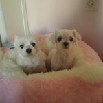 울 강<b>쥐들</b> 방석 사주었더니