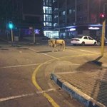 [댓글부탁해] <b>남아공</b>의 흔한 길고양이