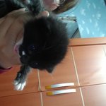 <b>꼬물</b>이 새끼냥 임보나 입양 급히구합니다