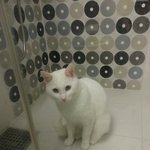 [고양이] [<b>롯</b>츠] 장난꾸러기 하얀 고양이 일상 9