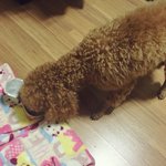 강아지 주인을 찾습니다! 갈색푸들 서울시 양천구 <b>목동</b>아파트 주변