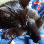 [고양이] <입양완료>올블랙 아기냥 타잔을 정말 엄마의 마음으로...