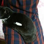 찾아 들어간 턱시냥 <b>도희</b>에게 새로운 삶을 주실 집사님 기다립니다...