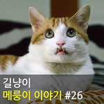 [메룽이<b>집사</b>] 길냥이 메룽이 이야기 #26