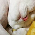 <b>난아</b> 보고싶다..