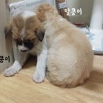 [동행세상] 고물상에사는 어미견에게서 태어난 알콩이와 달콩이