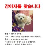 제주도 강아지(말티즈) 잃어버렸어요. 제발 관심 부탁드립니다.