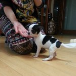 치와와- 내사랑 방구입니당