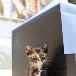 [고양이] 카오스 아깽이 엄마를 기다립니다. 응원해주세요~~