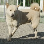 [유기견] [해피빈] 교통사고로 한쪽 다리를 잃은 <b>소망</b>이를 위해