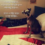 너무 슬픈 <b>유기</b>견이야기