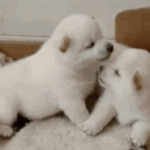 난쟁아 보고<b>시포</b>~