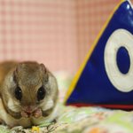 [하늘다람쥐] 로또의 <b>주사위</b>를 던져라!! 하늘다람쥐 두루와 뭉실이...