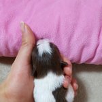 [강아지] <b>땅콩</b>이 동생 알밤이예요~