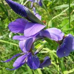 [제대로알자] 두 가지 씨와 약속의 민족