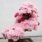 살아있는 미니어처 분재 <b>나무</b>