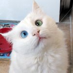 <b>독특</b>한 눈동자를 가진 동물들