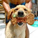 사랑스러운 반려<b>견들</b>의 생일날