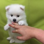 울집 <b>보물</b>자랑들어갑니다!!!