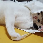 옹이 <b>일상</b>^^
