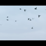 [방탄소년단] 궁예는 아닌 한 이삐의 생각이야