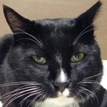 [고양이] 7묘 이야기