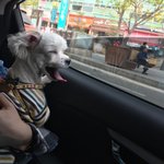 [강아지] 겁이많은 말티즈 <b>하치</b> 4탄이에요~