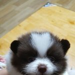 [강아지] <b>땅콩</b>이랑 알밤이 아빠예요~