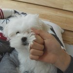 [세젤귀] 우리 집 멍뭉이ㅋㅋㅋㅋ