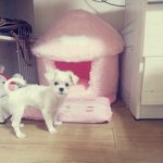 [강아지] 성은 티 이름은 <b>몽이</b> 우리이쁜내새끼 소개해용~