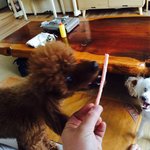 [강아지] 저희 강아지 간식이나 <b>사료</b>