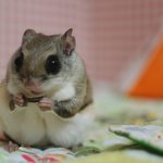 [하늘다람쥐] 멋쟁이 신사 그리고 예쁜이 숙녀, 하늘다람쥐 <b>두루뭉실</b>!