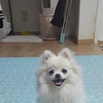 [강아지] 이쁜 <b>포메</b> 사진