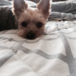 [오구오구] 울집마스코트 <b>다올</b>이 2탄