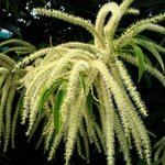 [EXO] 카이 손톱에서 나는 <b>밤꽃</b>냄새는 누구