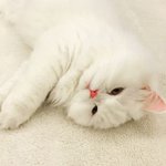 <b>분홍</b> <b>분홍</b> 한 고양이 코