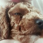 [댓글부탁해] 저희강아지를찾아주세요..