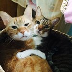 [고양이] 형제애 터지는 고양이