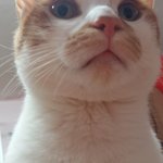 나의 동거남 <b>도칠</b>이와 집사