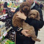 <추가> 저희 강아지가 큰 개한테 물렸는데 가짜 연락처래요 (안산시...