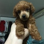 [강아지초보] 결코 <b>평범</b>하지않은 찬지 입니다!