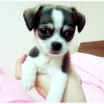 [강아지] 치와와 <b>하로</b>의 역변 이야기