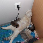 <b>졸도</b> 하듯이 자는 고양이