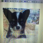 [강아지] 장모 치와와&amp;<b>포메</b> 이야기(1탄)