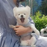 [댓글부탁해] 후드티 안에 <b>반팔</b>